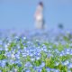 昨年撮った札幌の「ネモフィラの花畑」